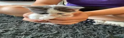 Mixed Breed cats for sale: We are ready for our new homes - Advert 3