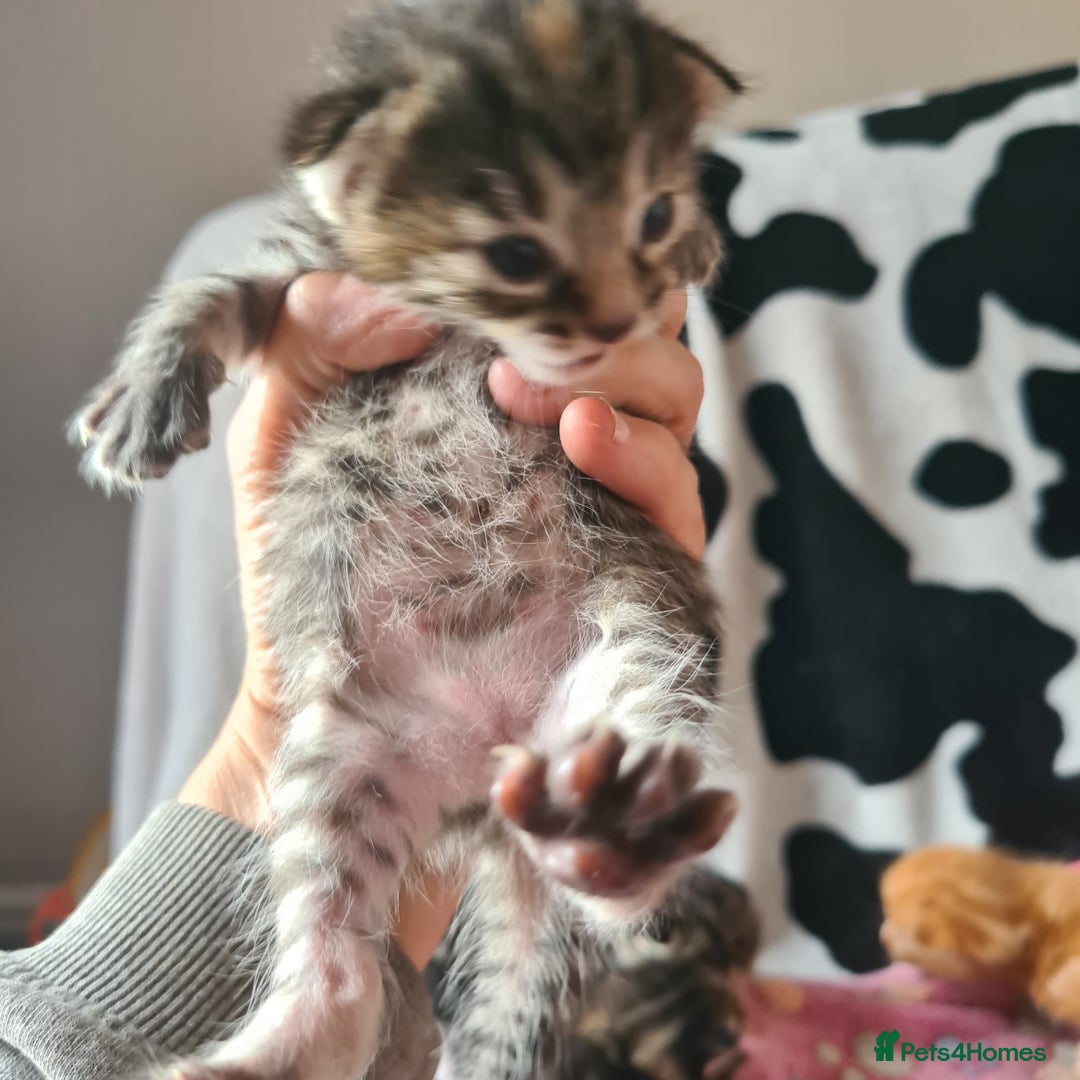 Mixed Breed cats for sale: really beautiful mixed litter - Image 11