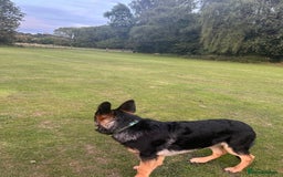 German Shepherd dogs for sale: Kenobi - 6 month old Male German Shepherd - Image 3