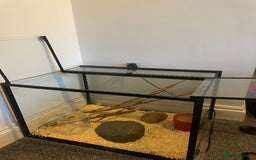 Corn Snake reptiles for sale: Corn Snake&Set Up - Advert 2