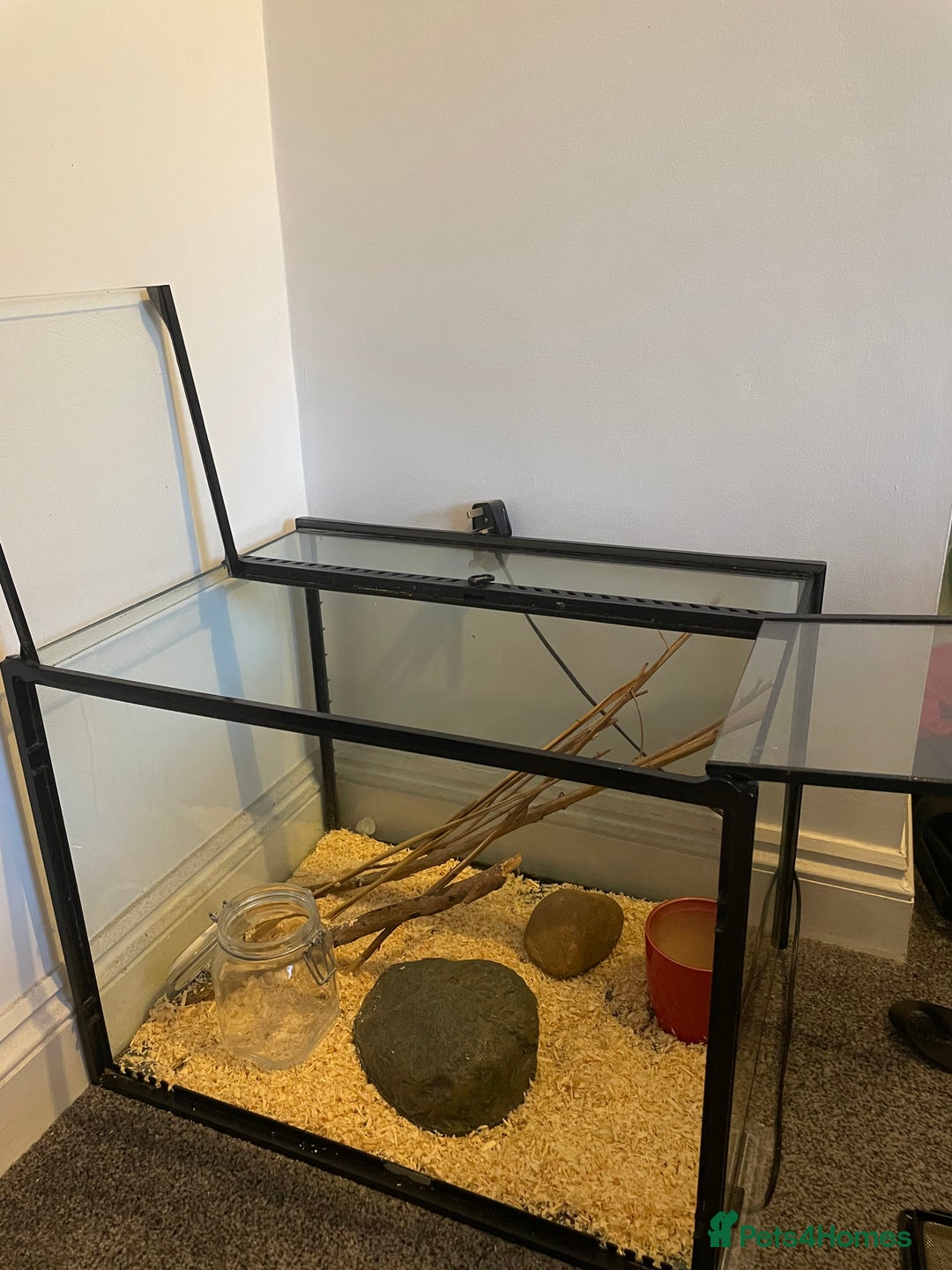 Corn Snake reptiles for sale: Corn Snake&Set Up - Advert 2