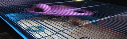 Hamster rodents for sale: Syrian Hamster and cage - Advert 2