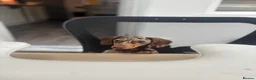 Miniature Dachshund dogs for sale: Miniature Dachshund puppies - Advert 5