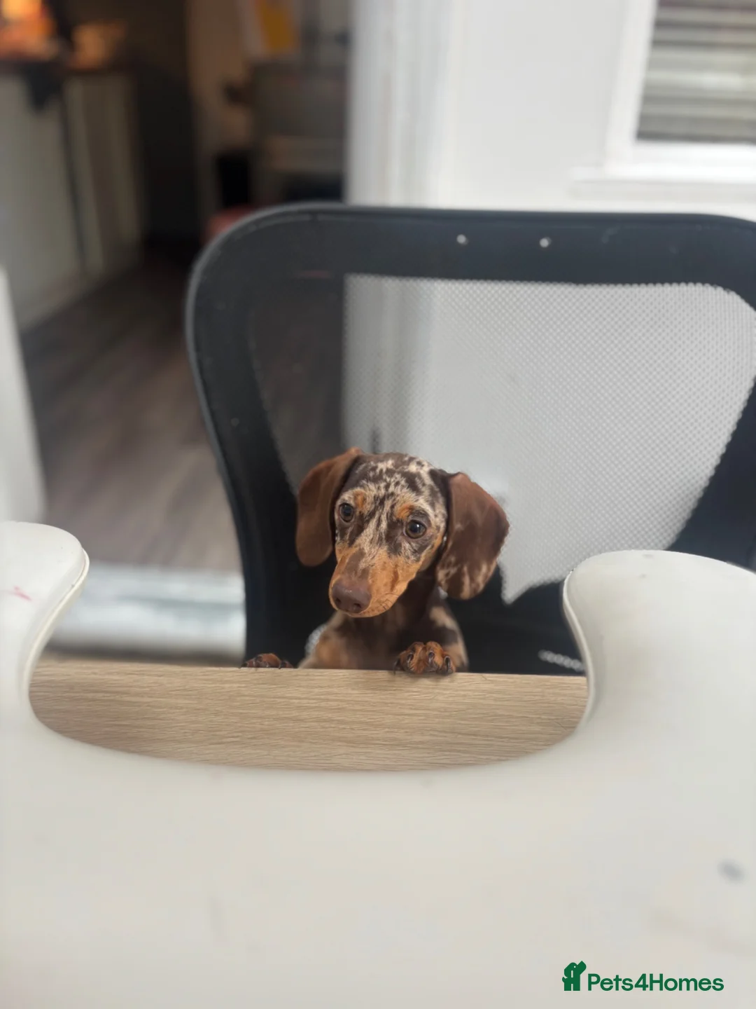 Miniature Dachshund dogs for sale: Miniature Dachshund puppies - Advert 5