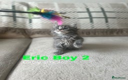 Ragcoon cats for sale: Gorgeous Mainecoon x Ragdoll kittens  - Image 6