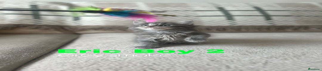 Ragcoon Kitten 2