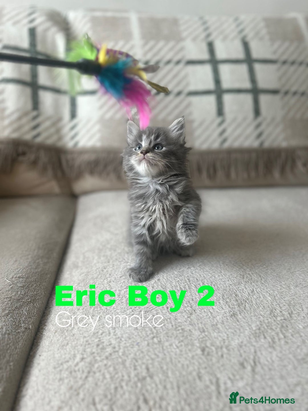 Ragcoon cats for sale: Gorgeous Mainecoon x Ragdoll kittens  - Image 6