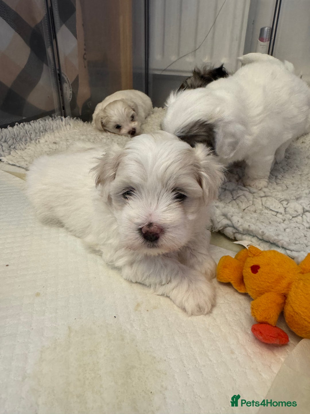 Mixed Breed dogs for sale: Maltese Cross Puppies for Sale  - Image 5