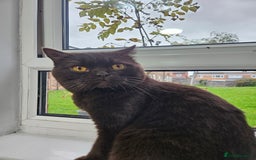 British Shorthair cats for stud: STUNNING CHOCOLATE BSH (GCCF) for stud - Image 7
