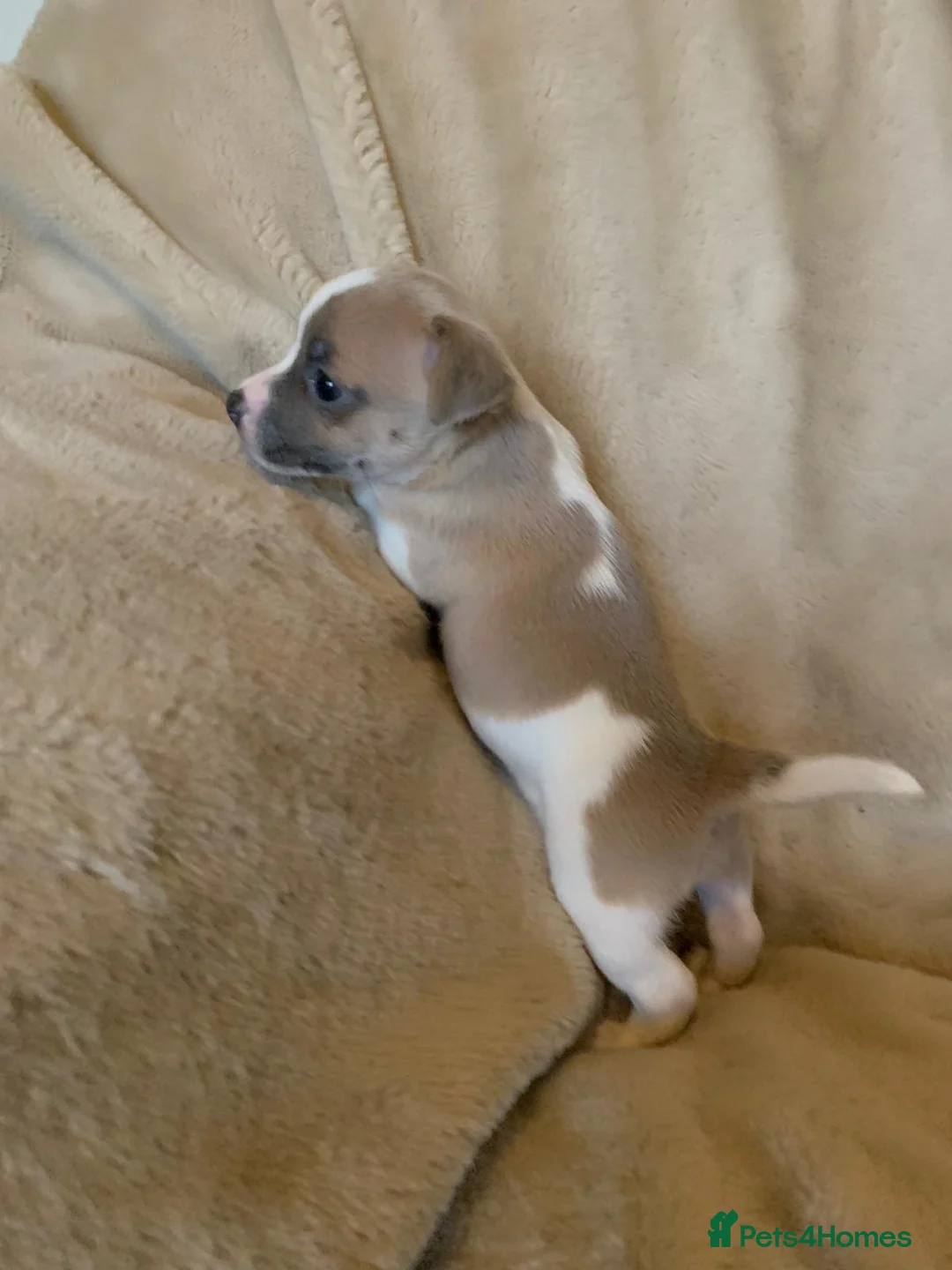 Jack Russell dogs for sale: Exceptional unusual coloured mini JR puppies - Advert 18