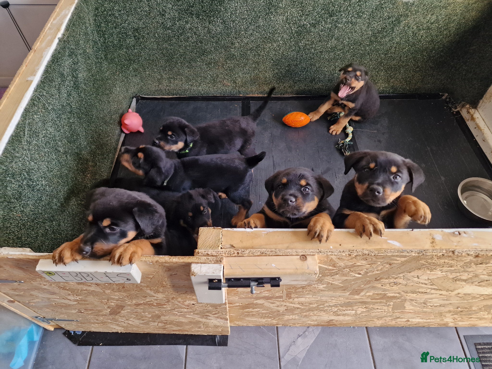Mixed Breed dogs Beautiful rottweiler x german shepherd's  - Advert 2