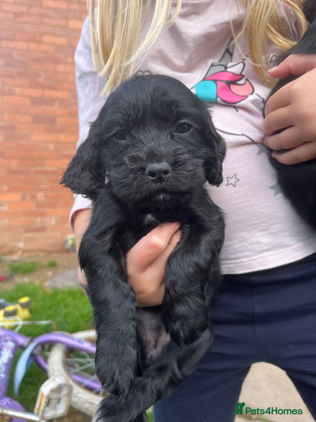 Cocker Spaniel dogs for sale: Pedigree working cocker spaniels - Image 9