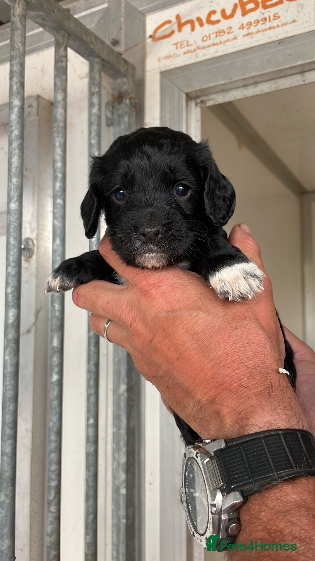 Cockapoo dogs for sale: Stunning DNA Health tested Cockapoos puppies - Image 5