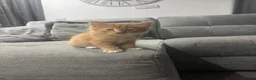 Mixed Breed cats for sale: Ginger and White kittens - Advert 14