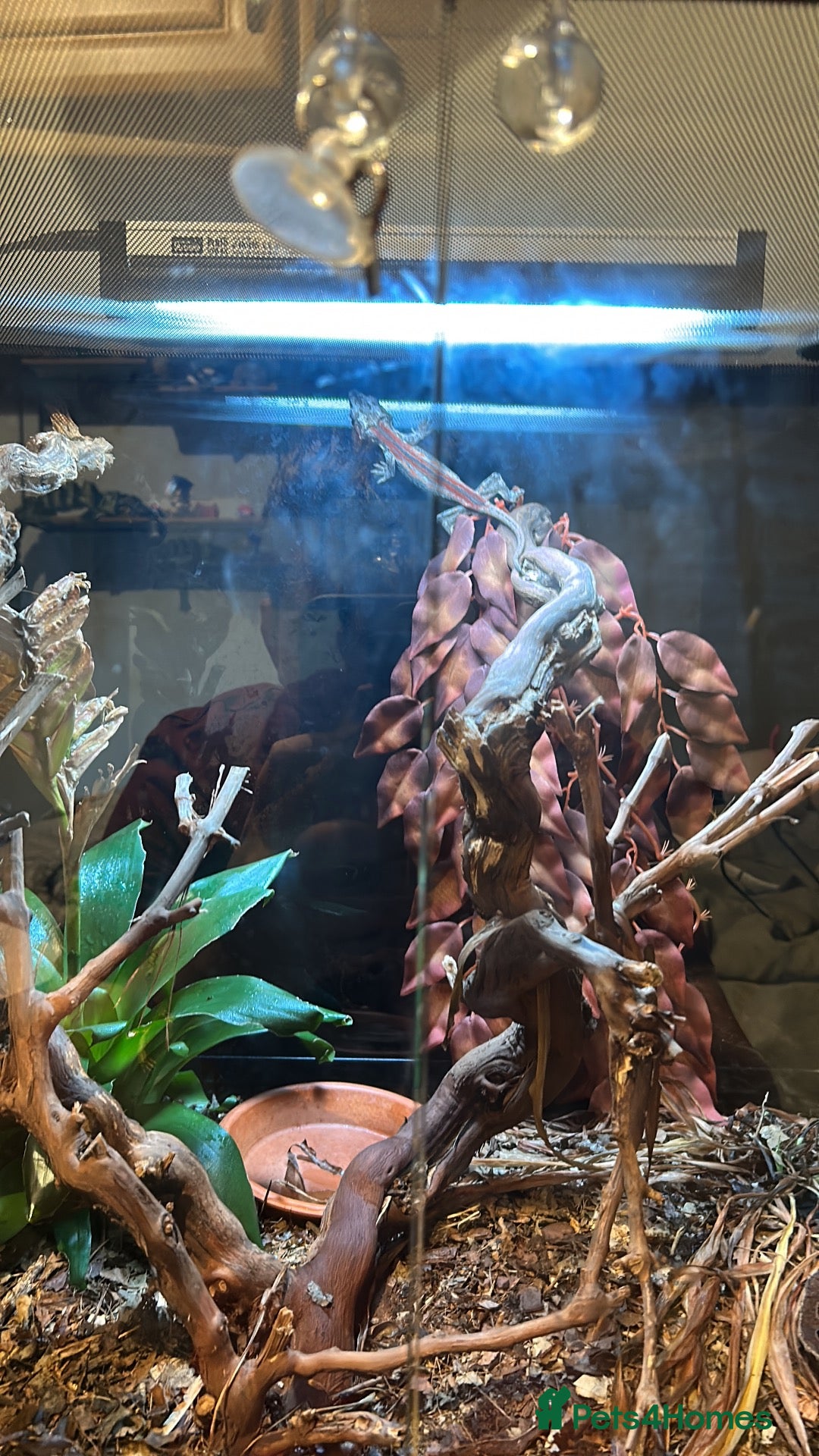Gecko reptiles Juvenile gargoyle gecko with set up - Advert 3