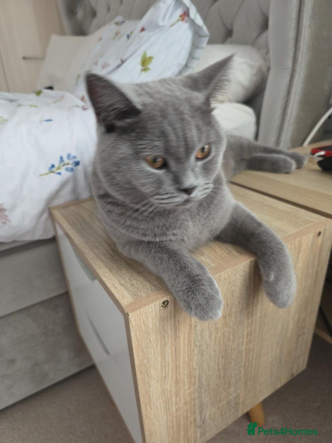 British Shorthair cats Beautiful British Shorthair Boy - Advert 4