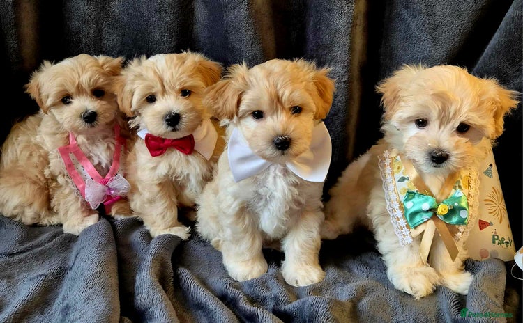 Maltipoo dogs - Advert 1
