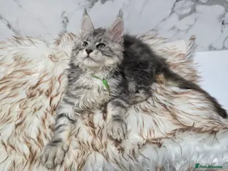 Maine Coon cats 4x Kittens MaineCoon Tica Registred - Advert 5