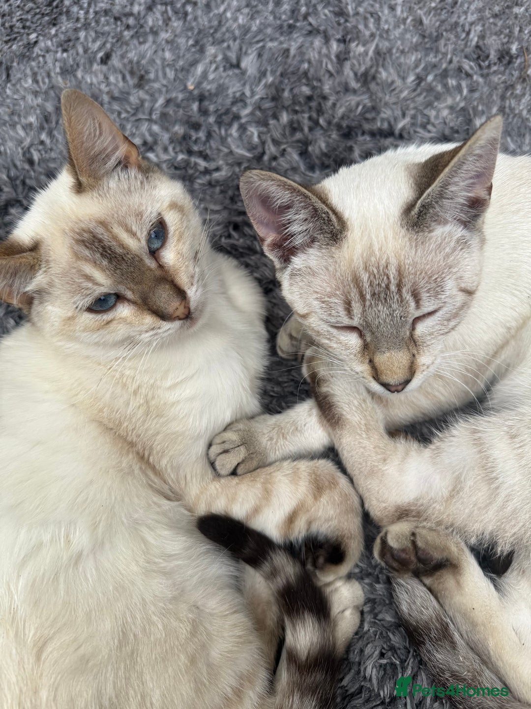 Bengal cats for sale: Snow Bengal lynx - Image 7