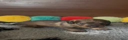 Dachshund dogs for sale: Wire- haired dacshund puppies  - Advert 8