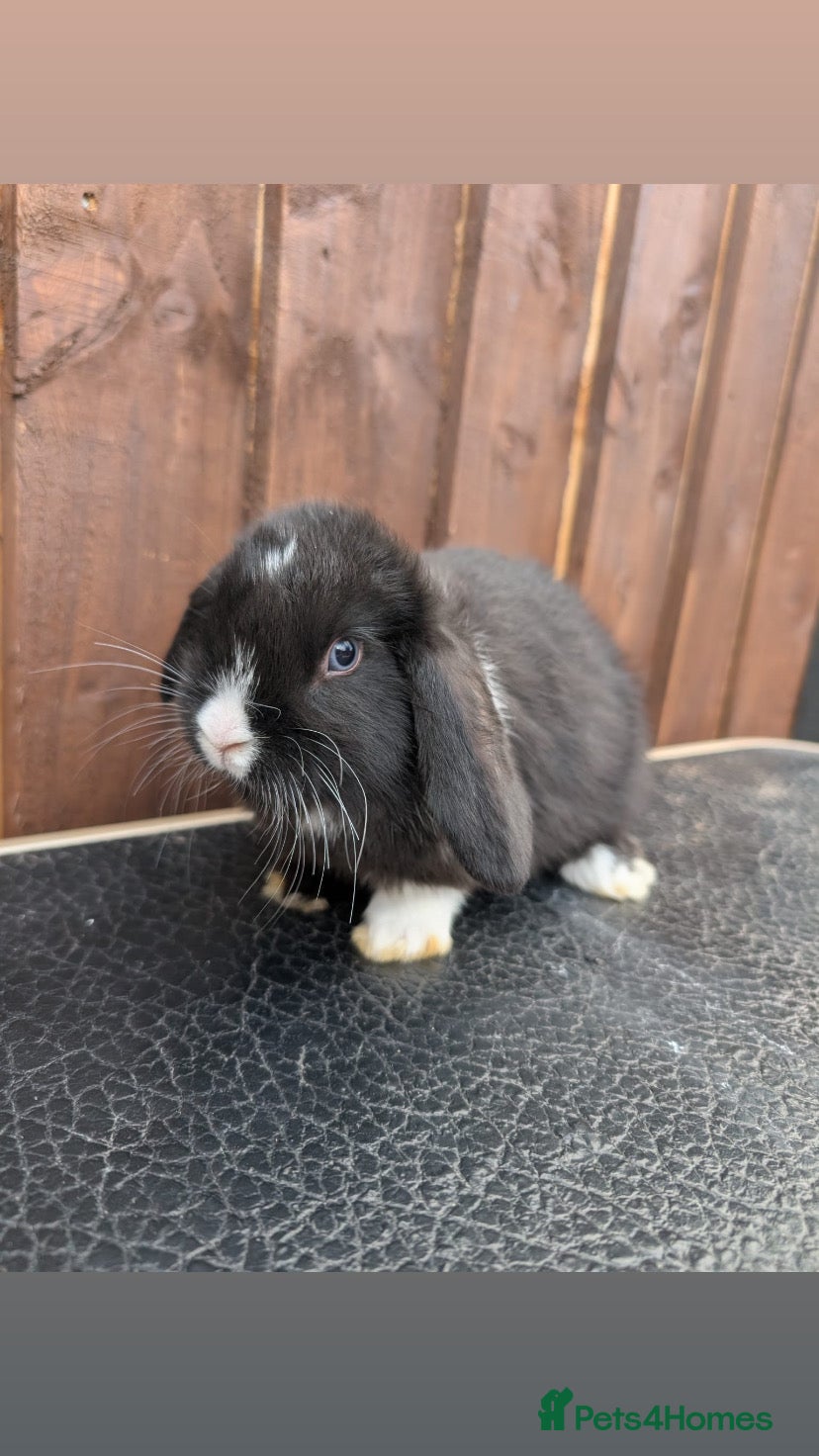 Mini Lop rabbits Mini lop buck ready  5th April 💙 - Advert 18