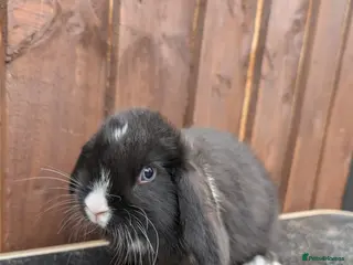 Mini Lop rabbits Mini lop buck ready 5th April 💙 - Advert 18