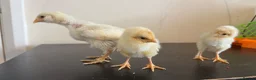 Chickens poultry for sale: 3 baby chicks  in Leicester - Advert 3