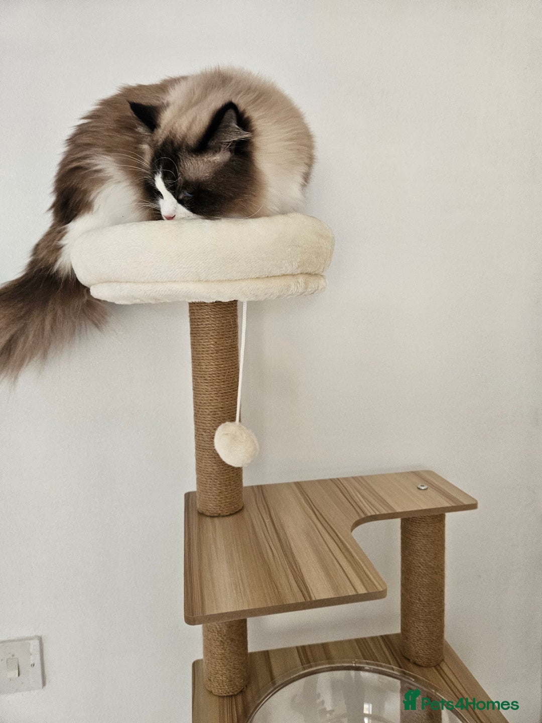 Ragdoll cats for sale: Active Ragdoll Boy - Advert 2