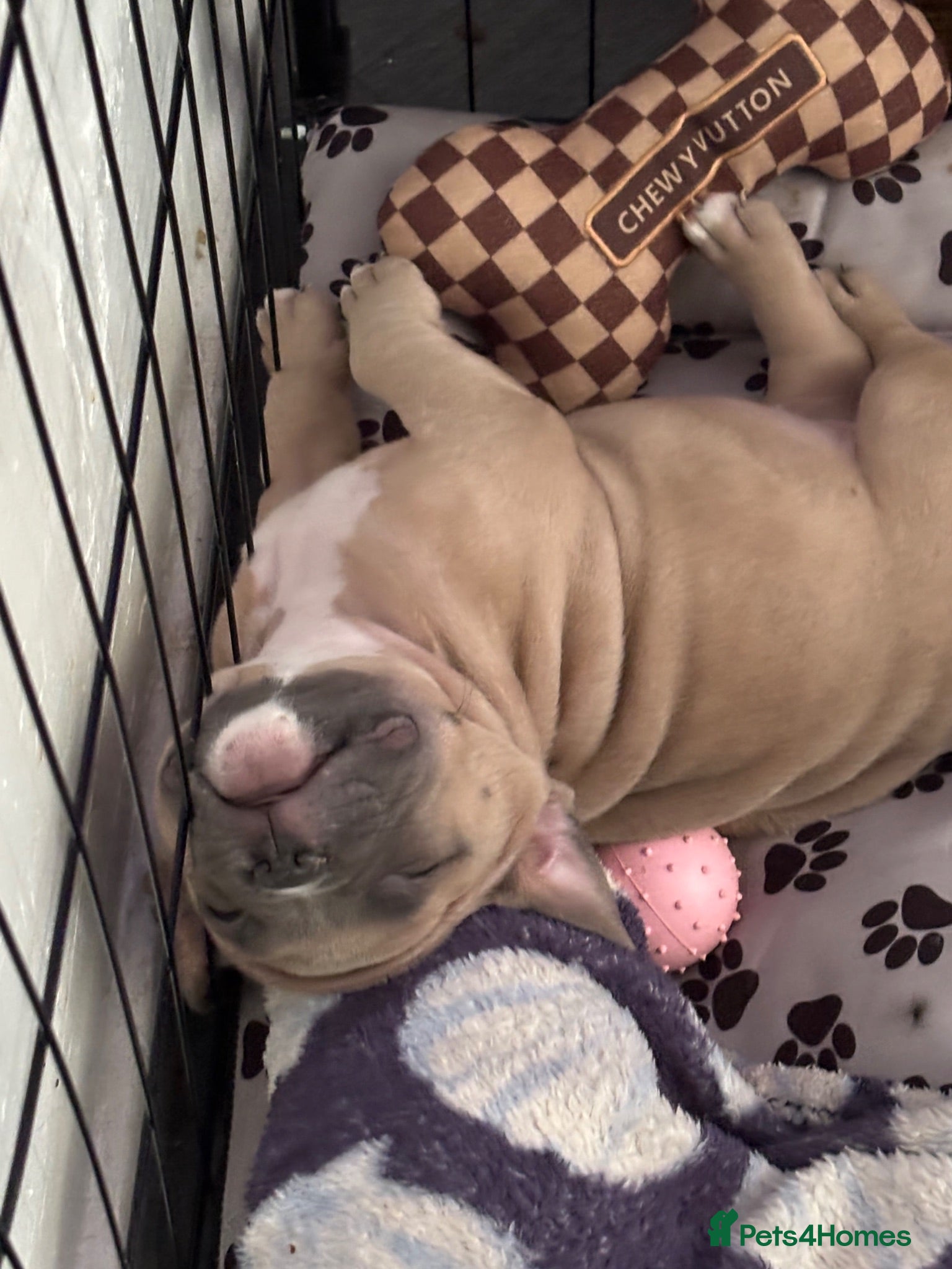 American Bully dogs American pocket bulldogs READY TO LEAVE  - Advert 12