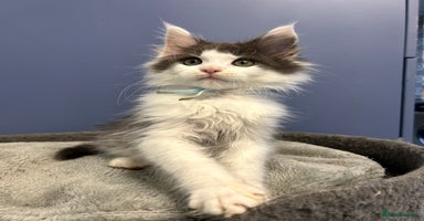 Maine Coon cats - Advert 12