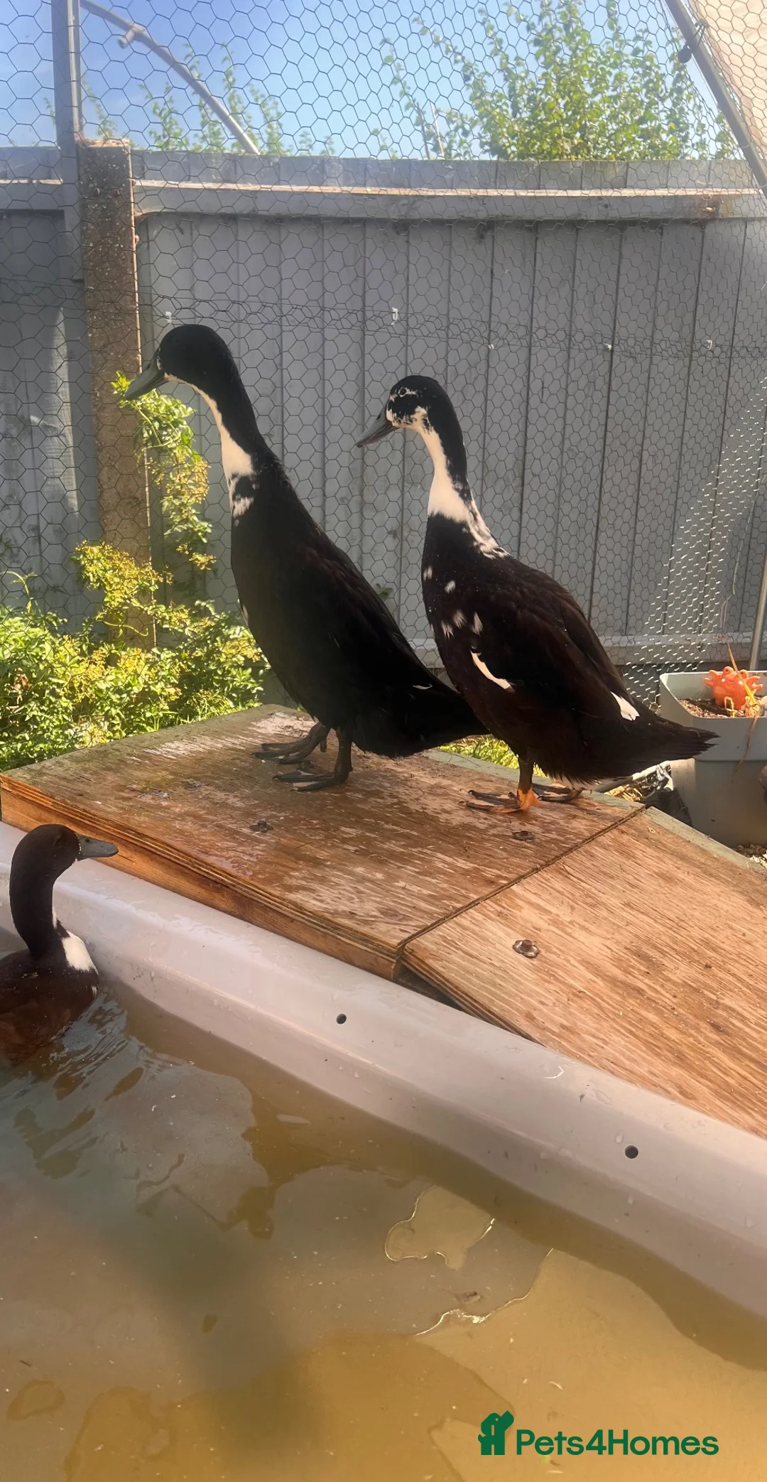 Ducks poultry for sale: 2 runner ducks  in Norwich - Advert 1
