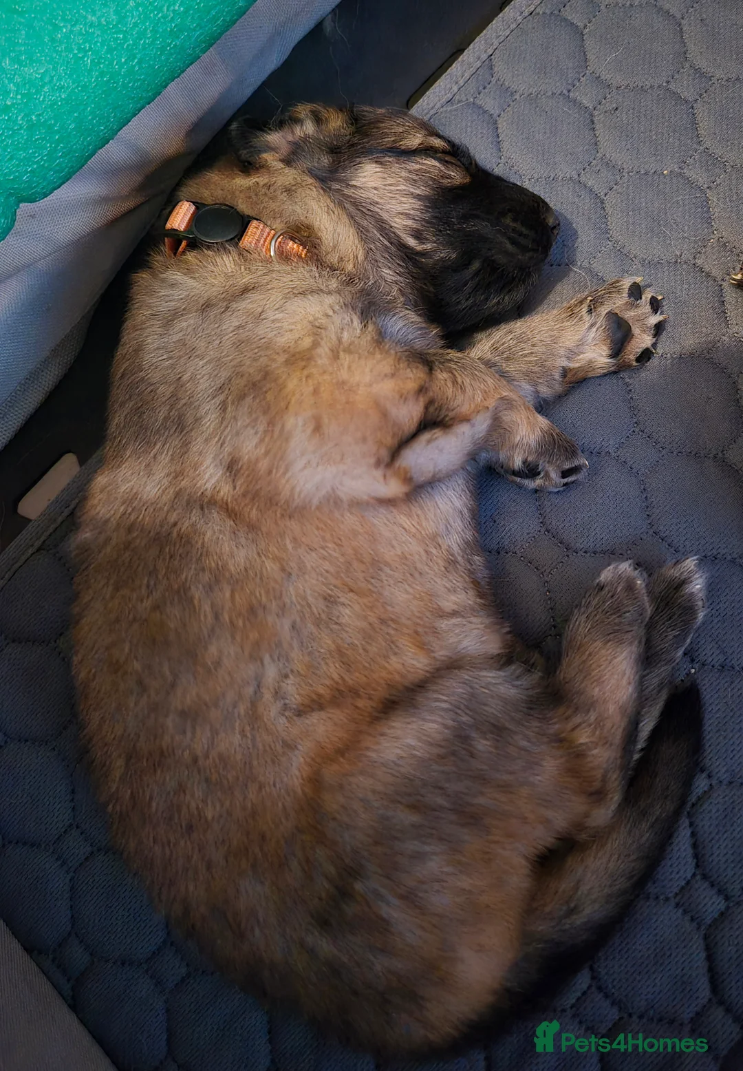 German Shepherd dogs for sale: German shepherd puppies - Advert 3