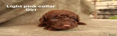 Labradoodle 6