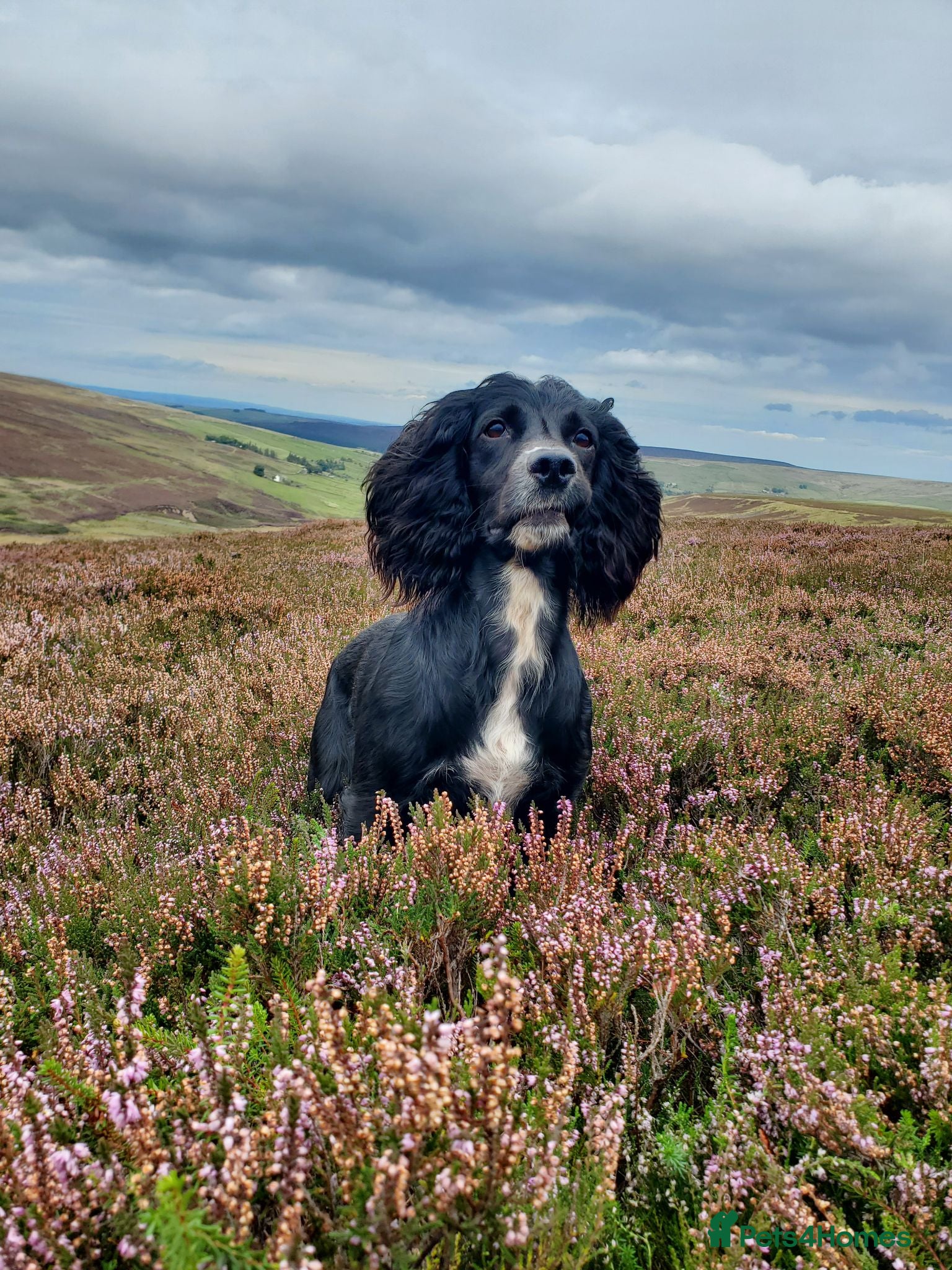 Sprocker dogs Working spaniel 2 male puppies  - Advert 1