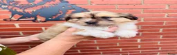 Shetland Sheepdog dogs for sale: Shetland sheepdog cross puppies  - Advert 5