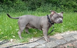 Staffordshire Bull Terrier dogs for sale: Beautiful Kennel registered blue staffie for sale  - Image 25