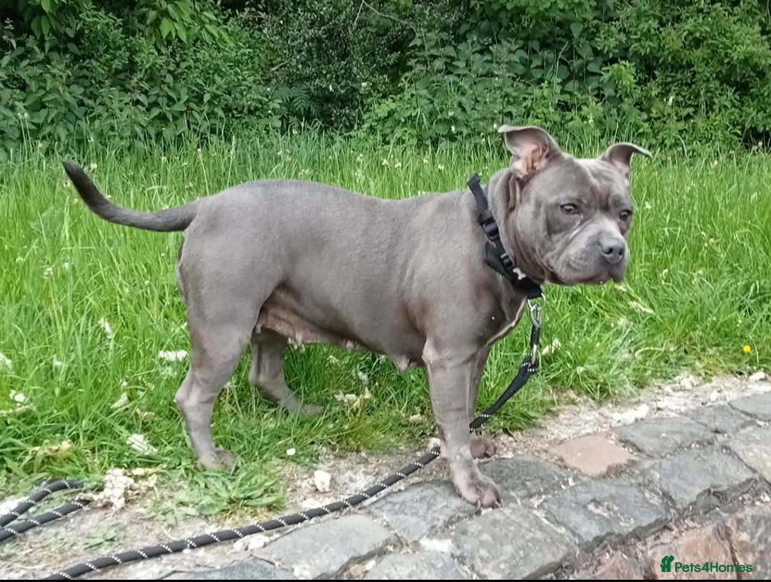 Staffordshire Bull Terrier dogs for sale: Beautiful Kennel registered blue staffie for sale  - Image 25
