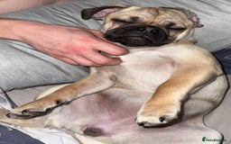 Mixed Breed dogs for sale: Maggie 1 year old Pug x Boston Terrier  - Image 4