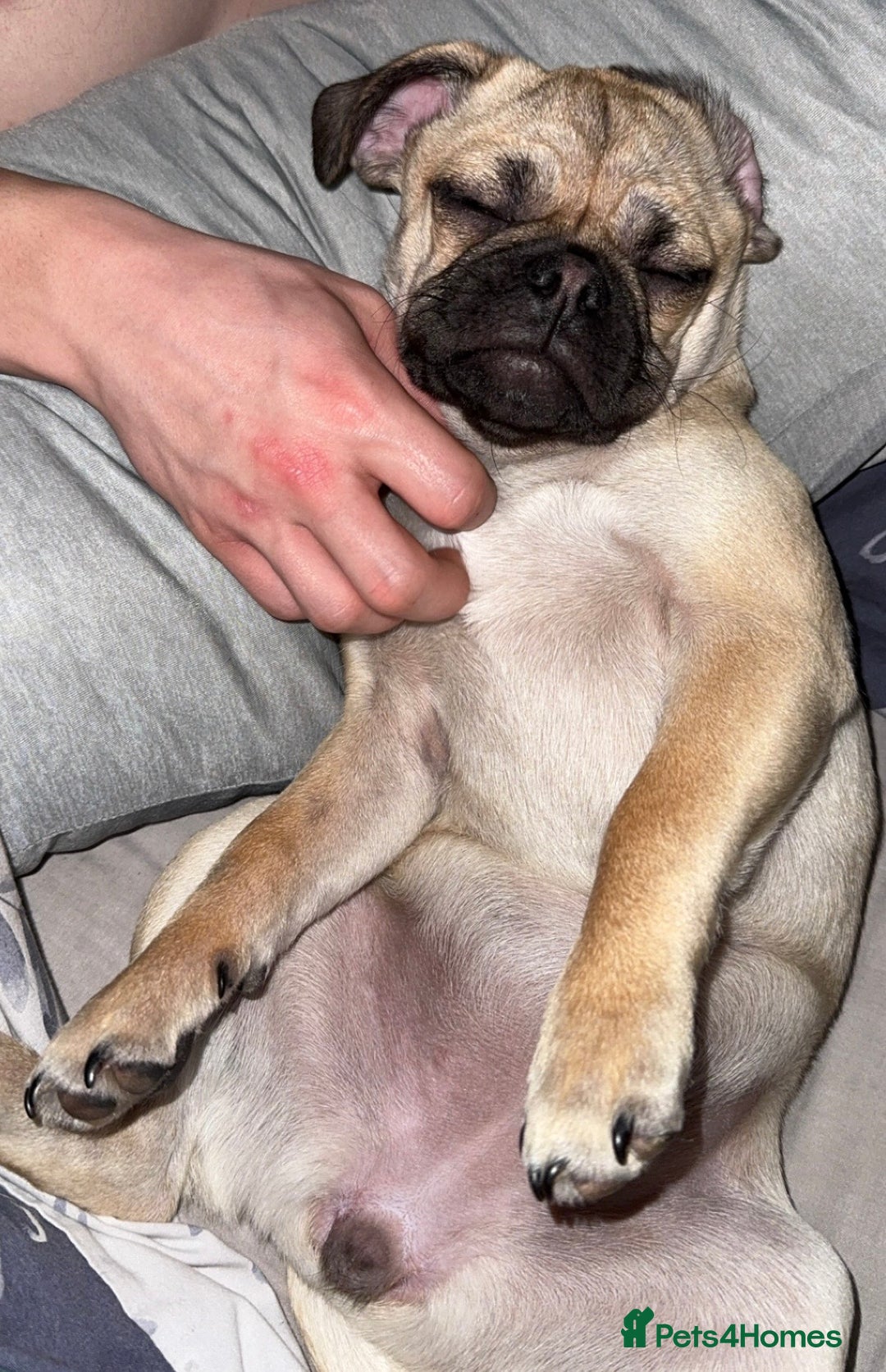 Mixed Breed dogs for sale: Maggie 1 year old Pug x Boston Terrier  - Image 4