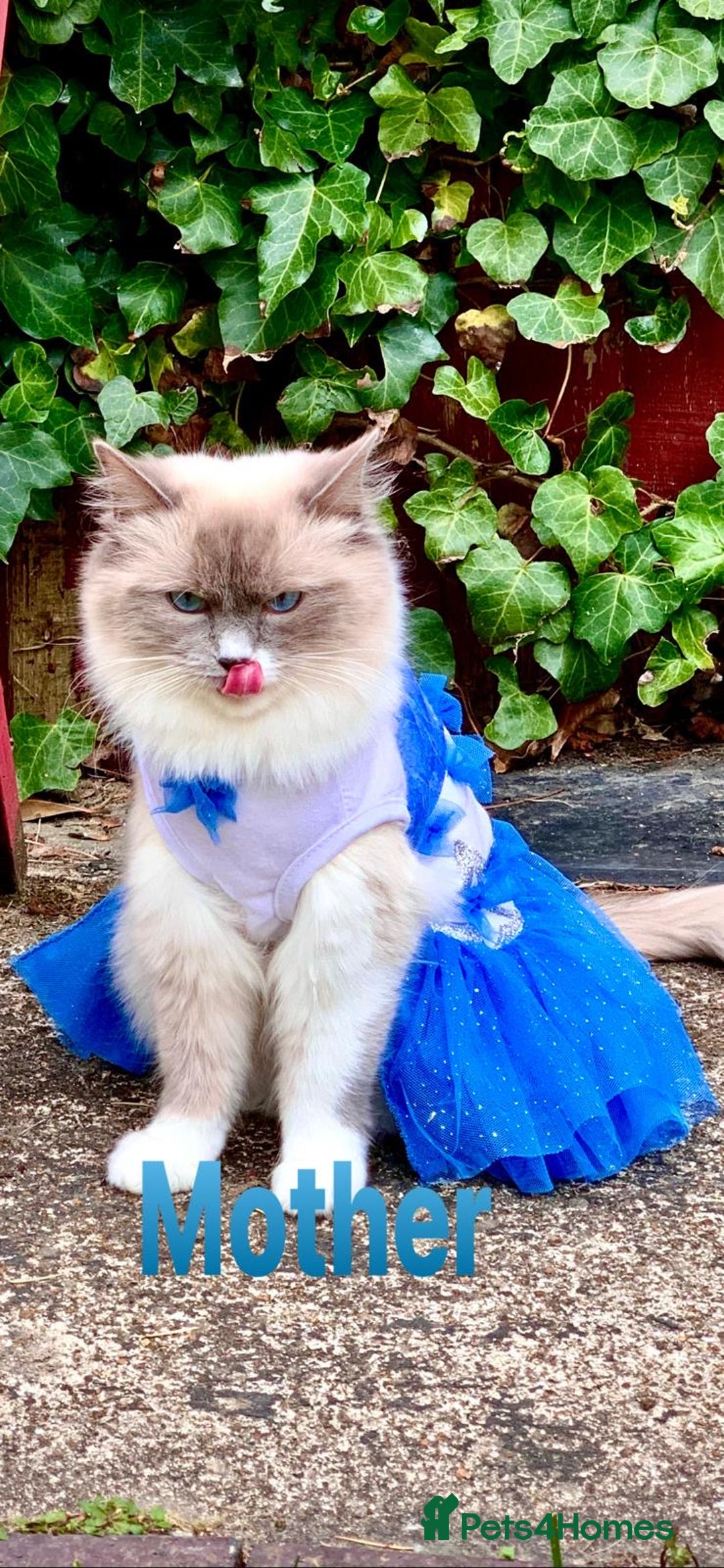 Ragdoll cats for sale: Gorgeous Fluffy Ragdoll Kittens  - Advert 5