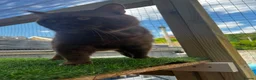 British Shorthair cats for stud: Active champion cinnamon stud - Advert 3