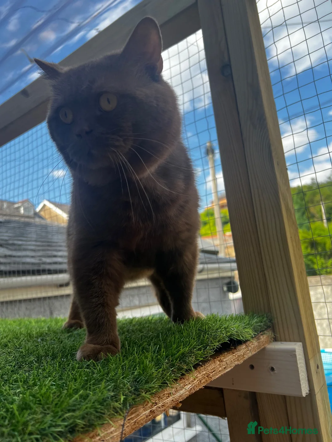 British Shorthair cats for stud: Active champion cinnamon stud - Advert 3
