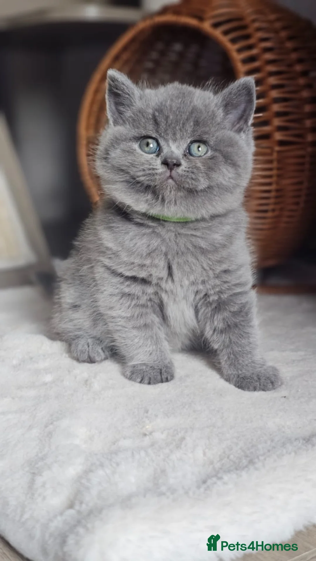British Shorthair cats for stud: Champion GCCF British shorthair stud in Derby - Advert 11