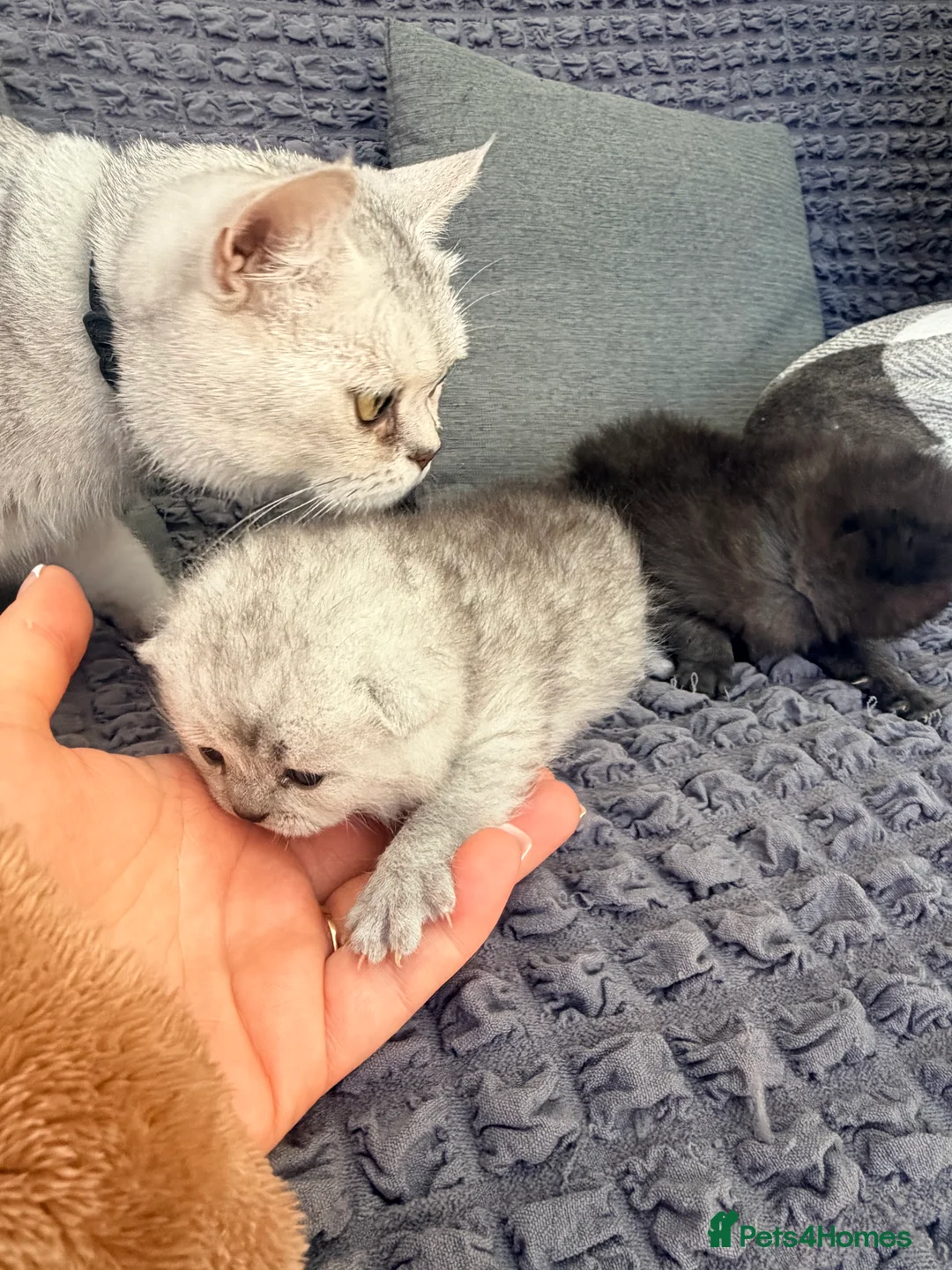 Scottish Fold cats for sale: Scottish fold❤️❤️❤️❤️ - Advert 5