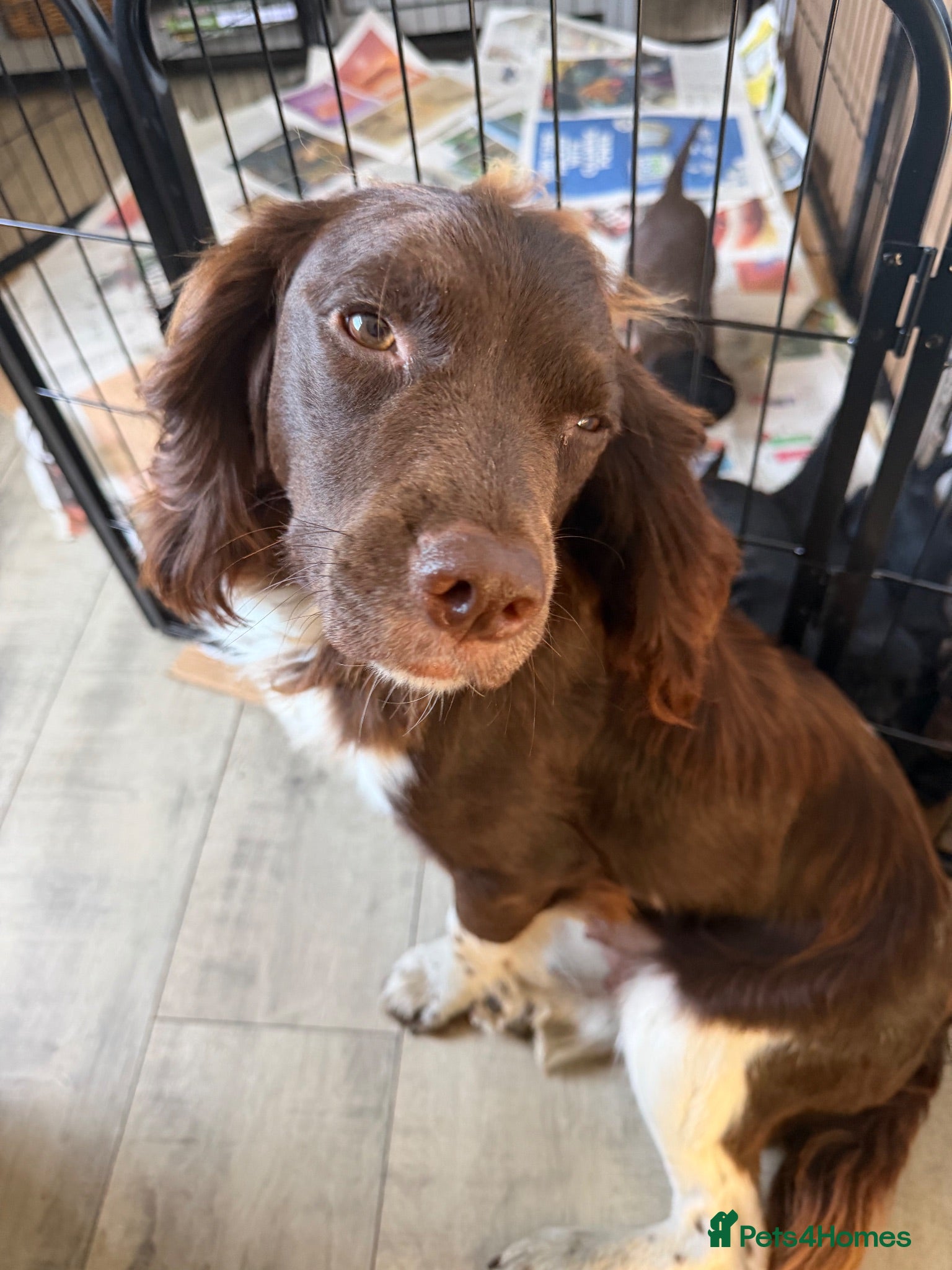 Sprocker dogs Adorable Sprockers - Advert 1