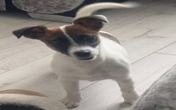Jack Russell dogs for sale: Jack russel girl - Image 2
