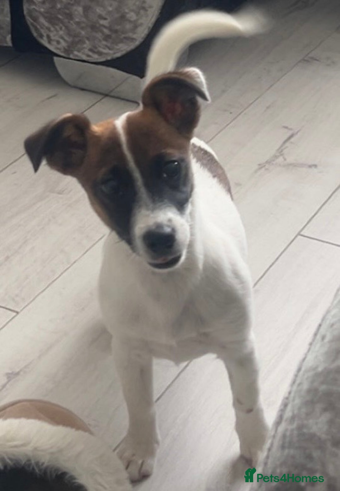 Jack Russell dogs for sale: Jack russel girl - Image 2