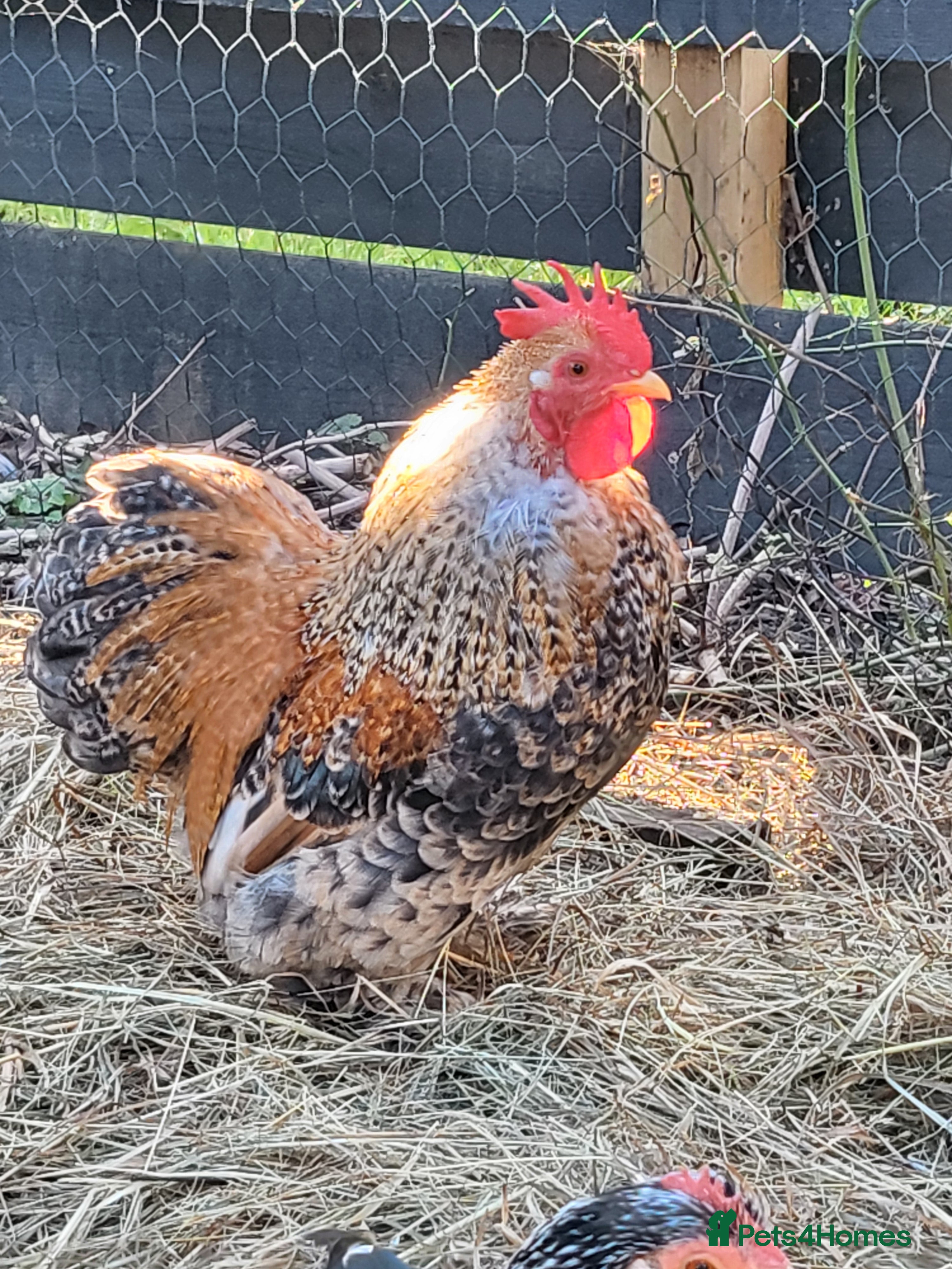 Chickens poultry Millefluer Pekin Bantam cockerel - Advert 1