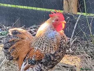 Chickens poultry Millefluer Pekin Bantam cockerel - Advert 1