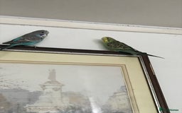 Budgerigars birds for sale: 2 budgies and cage - Image 11